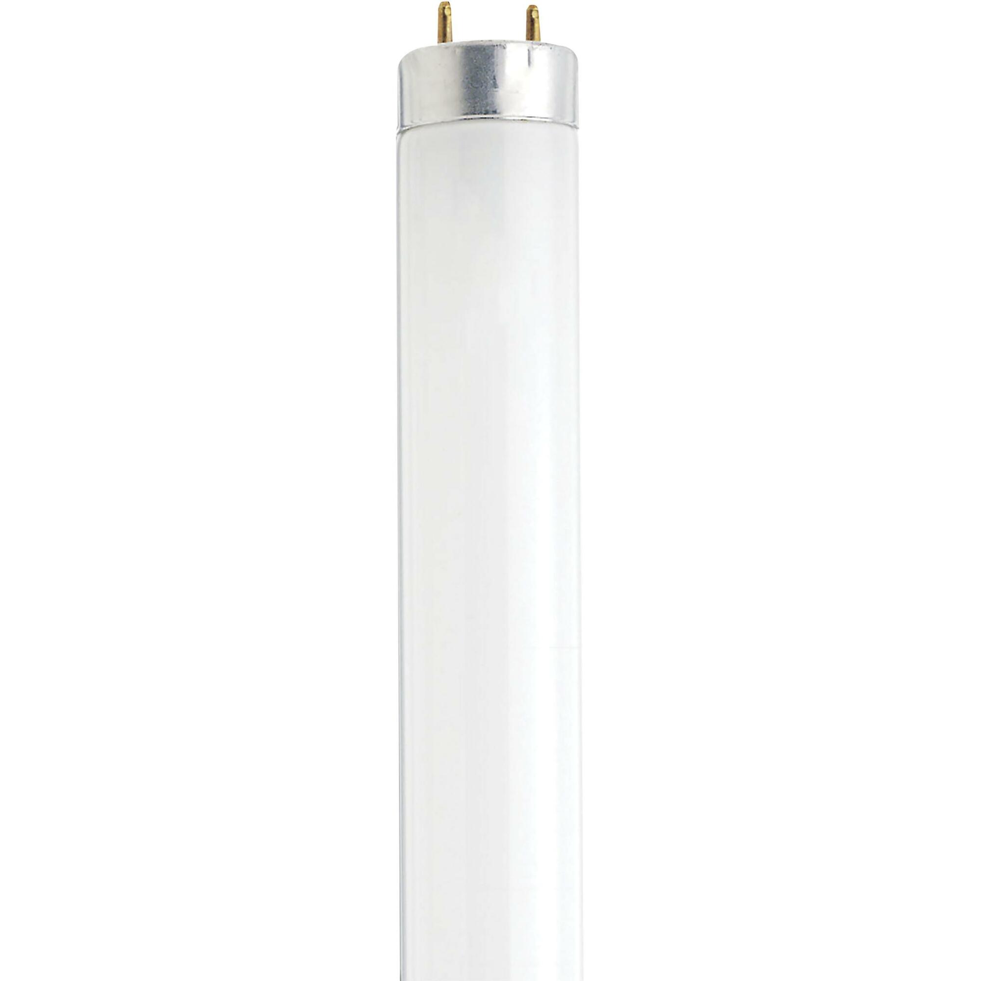 13 Watt - 12 Inch Fluorescent T8 - 4100K - Cool White - Medium Bi Pin Base